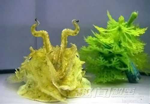 自然界的超级英雄：动物也有超能力622 / 作者:UFO来啦 / 帖子ID:65604