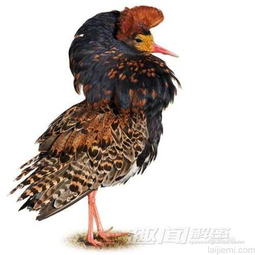大开眼界！全球十大罕见物种680 / 作者:UFO来啦 / 帖子ID:63341