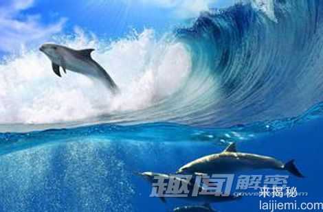 海洋生物十项神技能：海豚能够看透动物94 / 作者:UFO来啦 / 帖子ID:64689