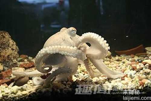 盘点世界上十大最聪明的动物571 / 作者:UFO来啦 / 帖子ID:65042