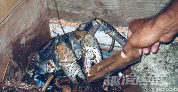 揭秘！凶猛“水怪”水虎鱼能吃掉鳄鱼299 / 作者:UFO来啦 / 帖子ID:64019