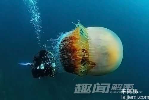 1.5米巨型水母惊现海岸 造成渔民困扰175 / 作者:UFO来啦 / 帖子ID:61121