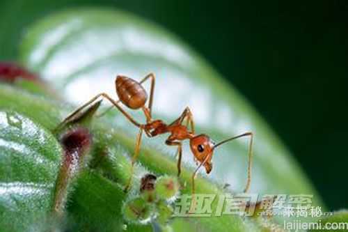 解密：蚂蚁失联后会不断画圆圈至死亡942 / 作者:UFO来啦 / 帖子ID:65791