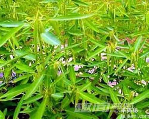 盘点世界上十大最奇特的植物820 / 作者:UFO来啦 / 帖子ID:65039