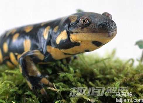 你所不知道的 十大吞食阳光的稀奇生物687 / 作者:UFO来啦 / 帖子ID:62201