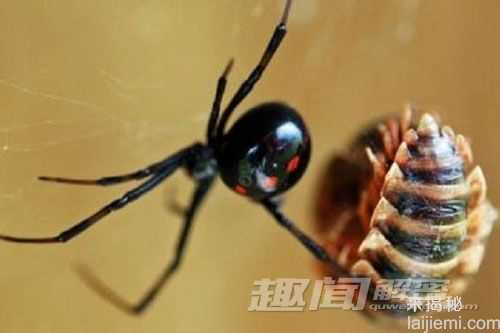 惊！盘点世界上十大最毒蜘蛛排行榜602 / 作者:UFO来啦 / 帖子ID:63821