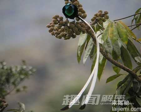奇形怪状！10种身体不成比例的动物690 / 作者:UFO来啦 / 帖子ID:63454