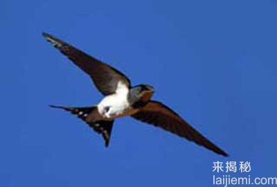 世上十大人类无法匹敌的超能力动物181 / 作者:UFO来啦 / 帖子ID:61341