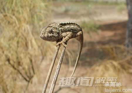 世界九大怪异动物：行走鱼vs幽灵蝙蝠674 / 作者:UFO来啦 / 帖子ID:61757