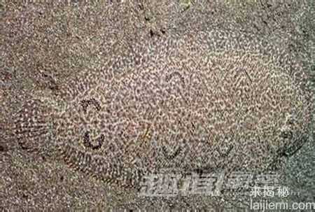 动物届十大伪装高手 这技术太强大了134 / 作者:UFO来啦 / 帖子ID:62351