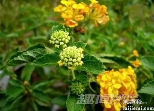 植物鲜为人知的“特异功能” 你知道吗?208 / 作者:UFO外星人爱好者 / 帖子ID:60707 植物鲜为人知的“特异功能” 你知道吗?208 / 作者:UFO外星人爱好者 / 帖子ID:60707