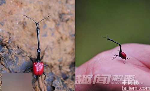 叹为观止的微距摄影：昆虫眼睛如外星来客791 / 作者:UFO外星人爱好者 / 帖子ID:57780
