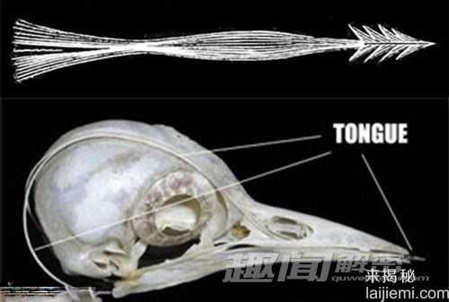 盘点：自然界最恐怖满嘴利齿的七张鱼嘴970 / 作者:UFO来啦 / 帖子ID:65242