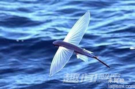 科学揭秘:鱼儿为什么也能飞翔?387 / 作者:UFO外星人爱好者 / 帖子ID:60458 科学揭秘:鱼儿为什么也能飞翔?387 / 作者:UFO外星人爱好者 / 帖子ID:60458