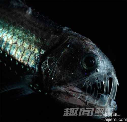 盘点全球奇异鱼类 外形恐怖似恶魔183 / 作者:UFO来啦 / 帖子ID:65105