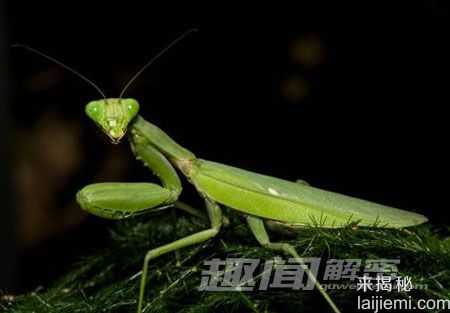 盘点：动物界的十大超级“变态杀手”352 / 作者:UFO来啦 / 帖子ID:65224