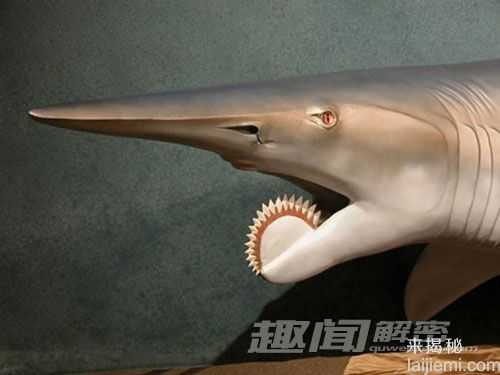 六种最奇特的动物-螺纹齿鲨有电锯牙齿548 / 作者:UFO来啦 / 帖子ID:62283