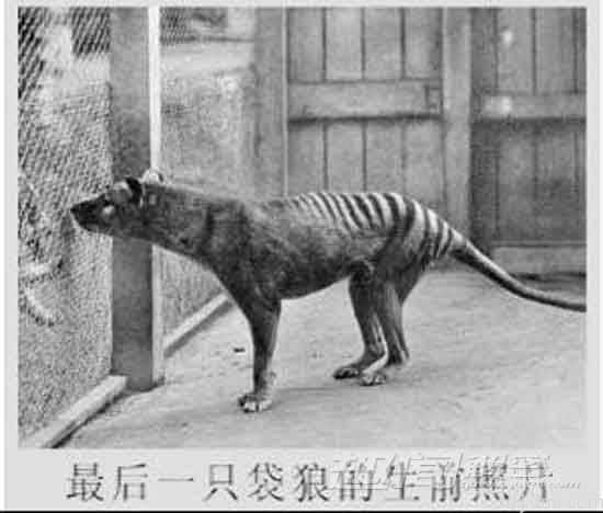 揭灭绝物种之神奇：袋狼不是狼821 / 作者:UFO来啦 / 帖子ID:63934
