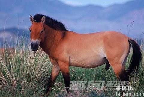 盘点：地球上频临灭绝的12种奇珍动物437 / 作者:UFO来啦 / 帖子ID:65232