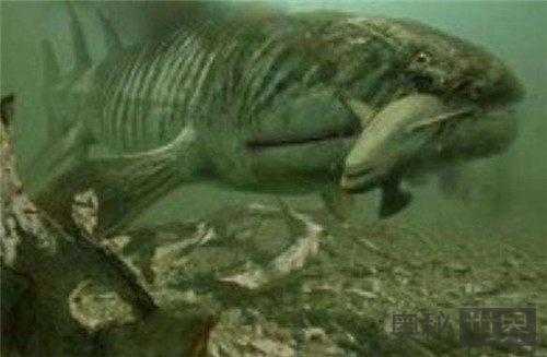 史前最恐怖的5种海洋生物排行榜：巨齿鲨一口就能吞掉霸王龙926 / 作者:UFO来啦 / 帖子ID:62700