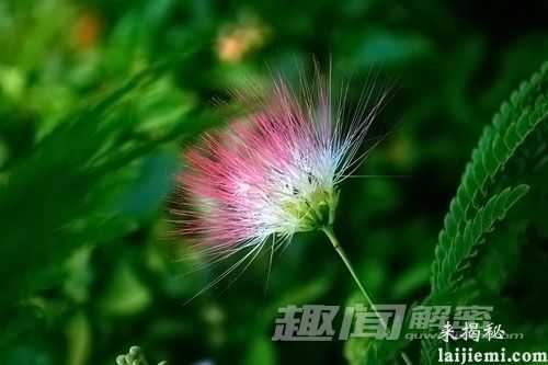 怪异植物:植物也“犯困”?232 / 作者:UFO来啦 / 帖子ID:63779 怪异植物:植物也“犯困”?232 / 作者:UFO来啦 / 帖子ID:63779
