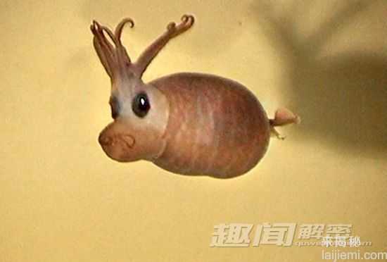 最奇特的八种鱿鱼：萌翻人的“小猪鱿鱼”753 / 作者:UFO来啦 / 帖子ID:64212