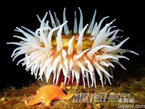 奇异！盘点世界十大色彩斑斓的海洋生物331 / 作者:UFO来啦 / 帖子ID:63453