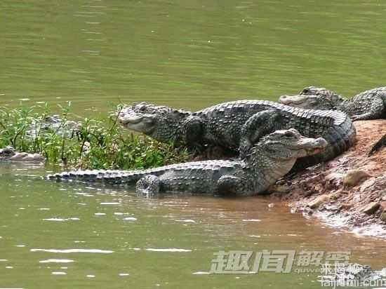 盘点中国十大濒危动物：失而复得的四不象549 / 作者:UFO来啦 / 帖子ID:65070