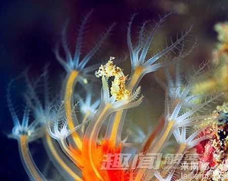 世上最小的脊椎动物-五种微型海马(组图)579 / 作者:UFO来啦 / 帖子ID:61353
