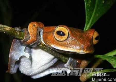 世界9大最奇异的动物：罕见的独眼鲨鱼946 / 作者:UFO来啦 / 帖子ID:61600