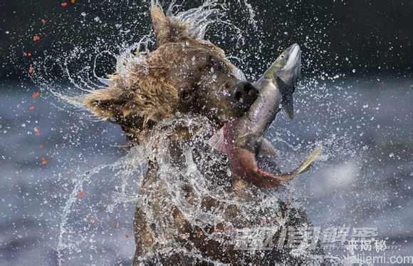 动物捕猎精彩瞬间-鳄鱼残忍吞食海龟721 / 作者:UFO来啦 / 帖子ID:62369
