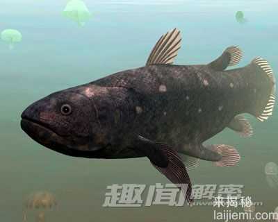 震惊！十大远古灭绝动物离奇复活!11 / 作者:UFO来啦 / 帖子ID:66099