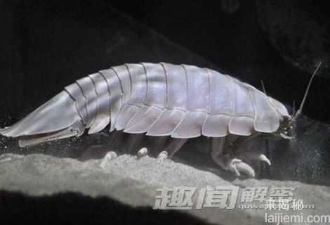 揭秘:大王具足虫真的能吃吗?106 / 作者:UFO来啦 / 帖子ID:64041 揭秘:大王具足虫真的能吃吗?106 / 作者:UFO来啦 / 帖子ID:64041
