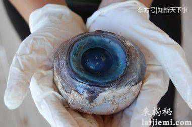 潜水员海底发现一个蓝色圆球 原来是剑鱼的眼睛220 / 作者:UFO外星人爱好者 / 帖子ID:58822