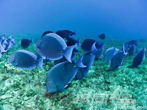 奇异！盘点世界十大色彩斑斓的海洋生物347 / 作者:UFO来啦 / 帖子ID:63453