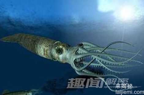 海洋生物十项神技能：海豚能够看透动物285 / 作者:UFO来啦 / 帖子ID:64689