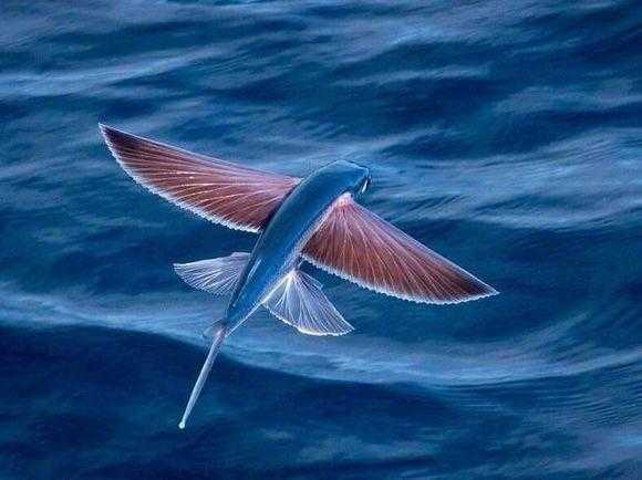 速度最快的海洋动物排行榜，海豚只能排第六37 / 作者:UFO来啦 / 帖子ID:65924