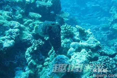 动物届十大伪装高手 这技术太强大了318 / 作者:UFO来啦 / 帖子ID:62351