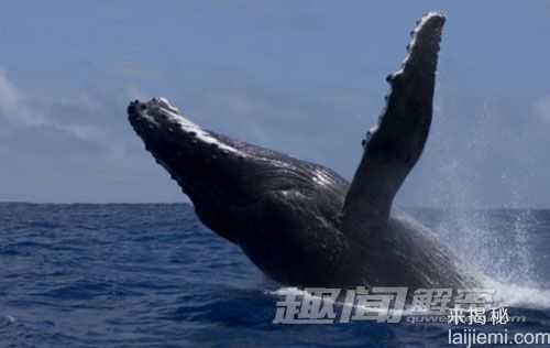 点评地球上十大“怪兽级”动物13 / 作者:UFO来啦 / 帖子ID:64809