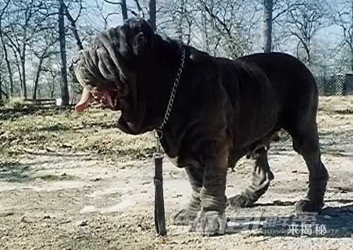 奇趣动物：盘点世界十大最凶猛的犬类444 / 作者:UFO来啦 / 帖子ID:63467