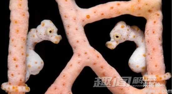 闪爆你的眼球！神秘诡异的深海生物297 / 作者:UFO来啦 / 帖子ID:66022
