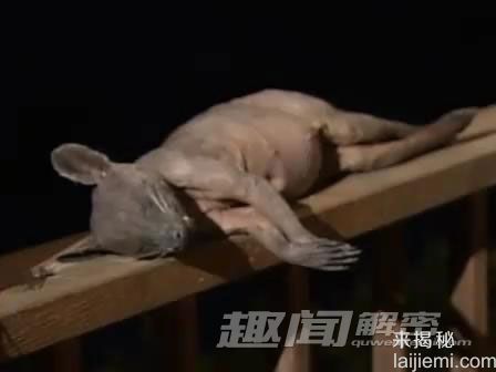 全球十大神秘怪兽：黑色猴子VS死亡之虫432 / 作者:UFO来啦 / 帖子ID:62164
