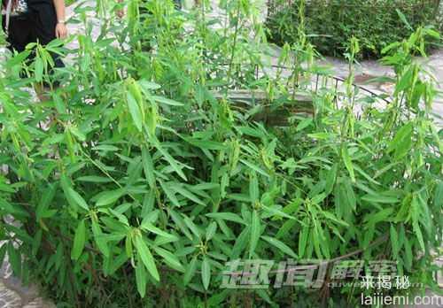 揭秘将绝迹的珍稀植物跳舞草为什么会跳舞43 / 作者:UFO来啦 / 帖子ID:63977