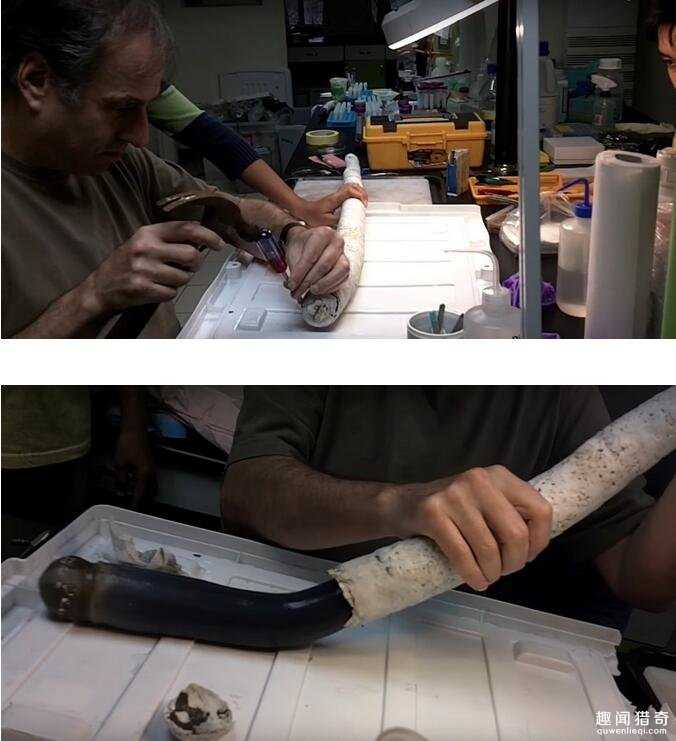 史上首发现恐怖海底活异形！全身漆黑长达1.55米258 / 作者:UFO来啦 / 帖子ID:66440