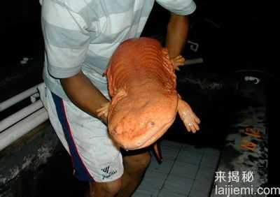 细数世界怪异动物：中国娃娃鱼名列榜首256 / 作者:UFO来啦 / 帖子ID:65461