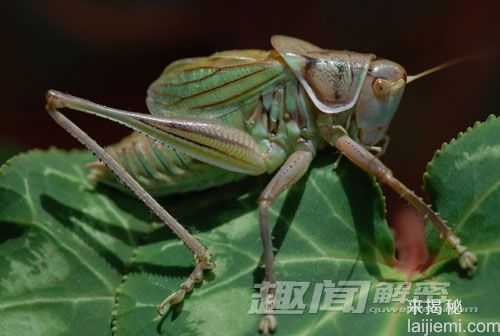 自然界中让人意想不到的十大杀手582 / 作者:UFO来啦 / 帖子ID:65596