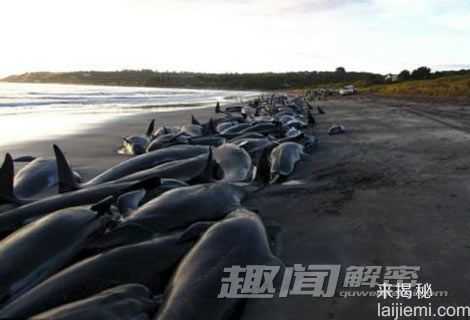 科学揭秘:鲸鱼为什么会集体自杀?285 / 作者:UFO外星人爱好者 / 帖子ID:60534 科学揭秘:鲸鱼为什么会集体自杀?285 / 作者:UFO外星人爱好者 / 帖子ID:60534