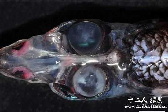 幽灵鱼全身透明雪白，眼神如地狱死神一般525 / 作者:UFO来啦 / 帖子ID:63685