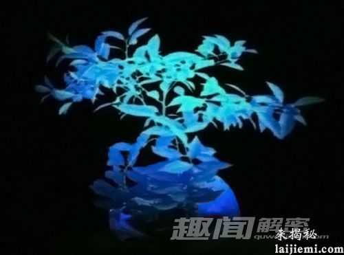 盘点:世界上会发光的五大奇特植物810 / 作者:UFO外星人爱好者 / 帖子ID:59512 盘点:世界上会发光的五大奇特植物810 / 作者:UFO外星人爱好者 / 帖子ID:59512