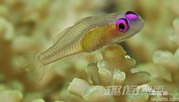 苍鹭岛潜水 探秘大堡礁海底迷宫141 / 作者:UFO来啦 / 帖子ID:65626